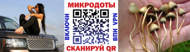 Галлюциногенные грибы мицелий  купить закладку  Куровское 